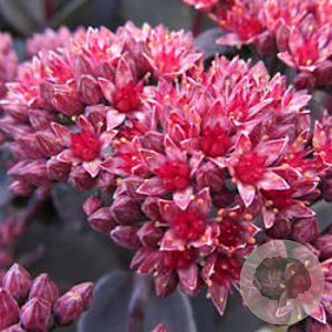 Sedum 'Jose Aubergine' GM P9