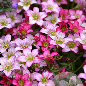 Saxifraga (A) Alpino Rose GM P9