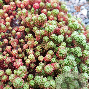 Sedum lydium GM P9
