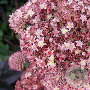 Sedum 'Matrona' GM P9