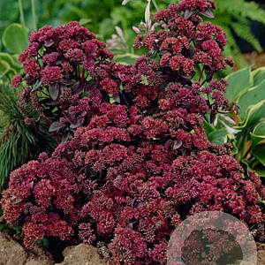 Sedum 'Möhrchen' GM P9