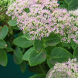 Sedum 'Mr Goodbud' GM P9