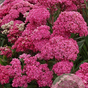 Sedum 'Mr Goodbud' GM P9