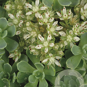 Sedum pachyclados GM P9