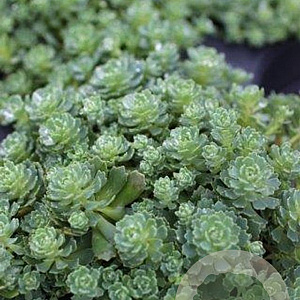 Sedum pachyclados GM P9