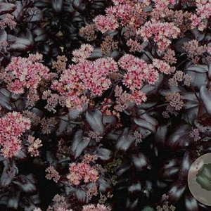 Sedum 'Postmans Pride' GM P9