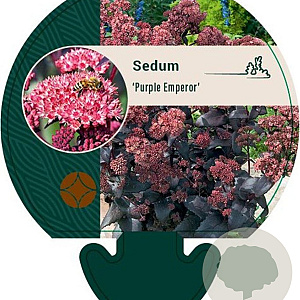 Sedum 'Purple Emperor' GM P9
