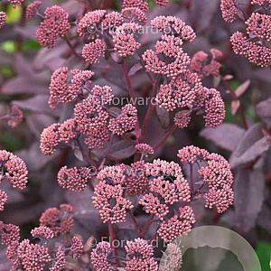Sedum 'Purple Emperor' GM P9