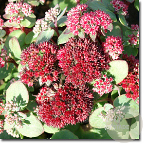Sedum 'Red Cauli' GM P9