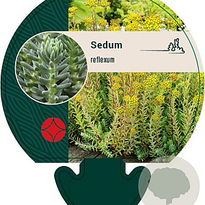 Sedum reflexum GM P9