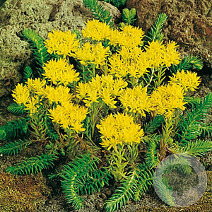 Sedum reflexum GM P9