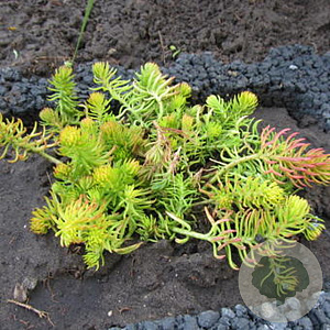 Sedum reflexum GM P9