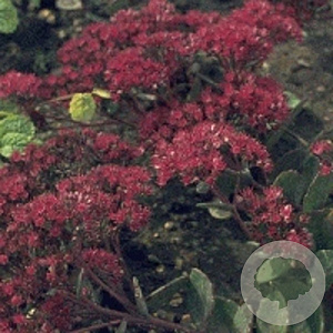Sedum 'Robustum' GM P9