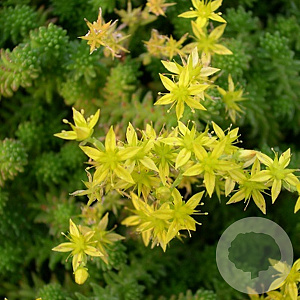 Sedum sexangulare GM P9