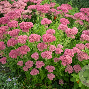 Sedum spectabile GM P9