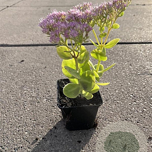 Sedum spectabile 'Brillant' GM P9
