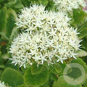 Sedum spectabile 'Iceberg' GM P9