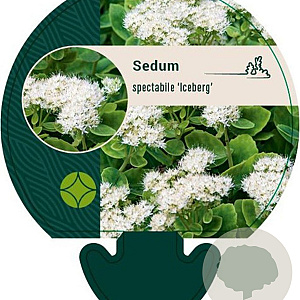 Sedum spectabile 'Iceberg' GM P9
