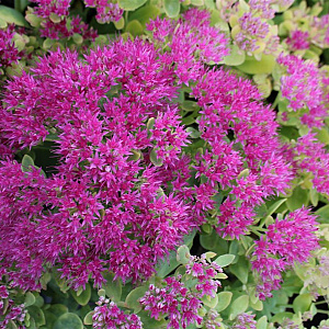 Sedum spectabile 'Meteor' GM P9