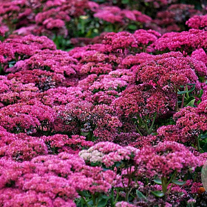 Sedum spectabile 'Septemberglut' GM P9