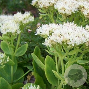 Sedum spectabile 'Stardust' GM P9