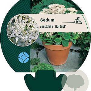 Sedum spectabile 'Stardust' GM P9