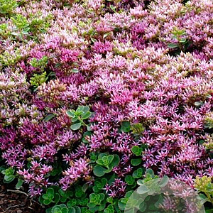 Sedum spurium GM P9