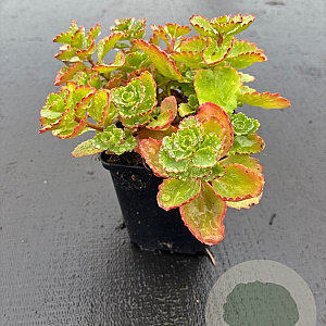 Sedum spurium GM P9