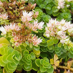 Sedum spurium 'Album Superbum' GM P9