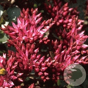 Sedum spurium 'Fuldaglut' GM P9