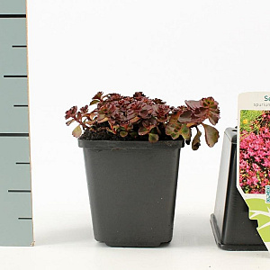 Sedum spurium 'Fuldaglut' GM P9
