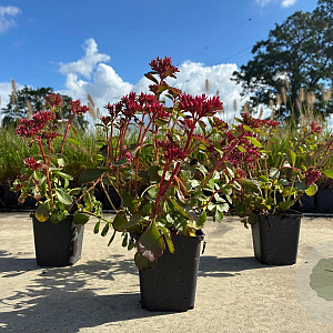 Sedum spurium 'Fuldaglut' GM P9