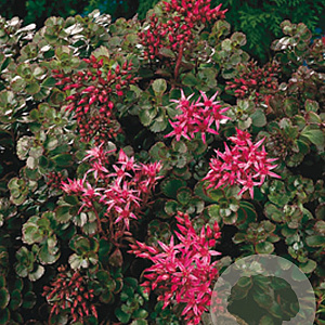 Sedum spurium 'Schorbuser Blut' GM P9