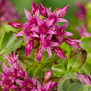 Sedum spurium 'Schorbuser Blut' GM P9