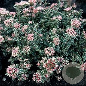 Sedum spurium 'Variegatum' GM P9