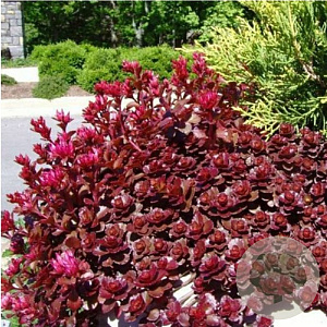 Sedum spurium 'Voodoo' GM P9