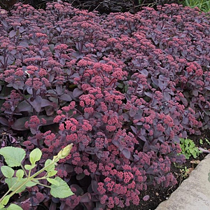 Sedum telephium 'Atropurpureum' GM P9