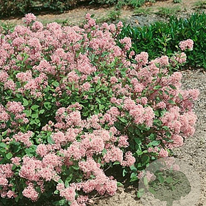 Sedum telephium atropurpureum 'Hester' GM P9