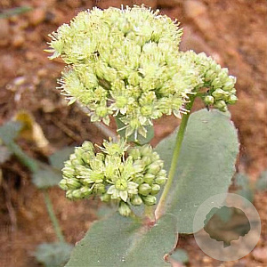 Sedum telephium maximum GM P9
