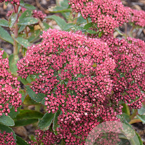 Sedum telephium munstead red GM P9