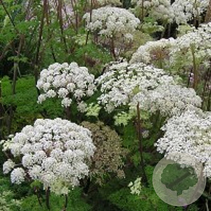 Selinum wallichianum GM P9