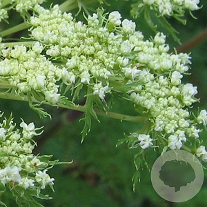 Selinum wallichianum GM P9