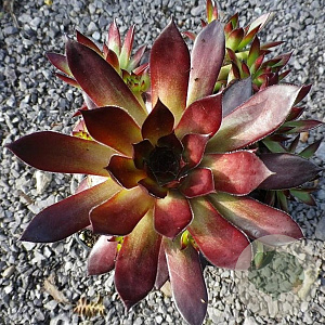 Sempervivum 'Noir' GM P9