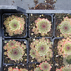 Sempervivum 'Noir' GM P9