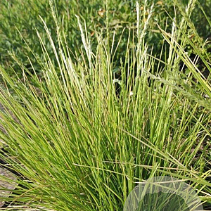 Sesleria autumnalis GM P9