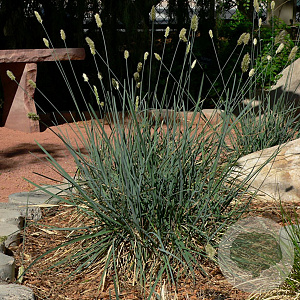 Sesleria glauca GM P9