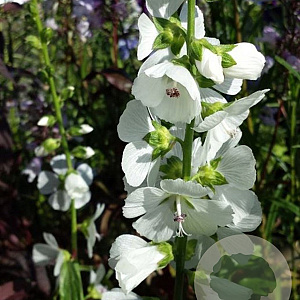 Sidalcea candida 'Bianca' GM P9