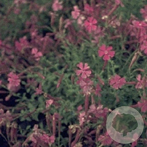 Silene schafta GM P9