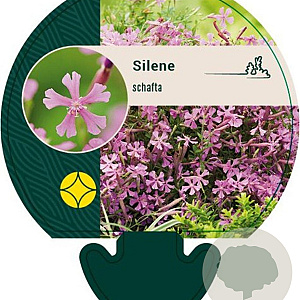 Silene schafta GM P9