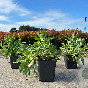 Silene vulgaris GM P9